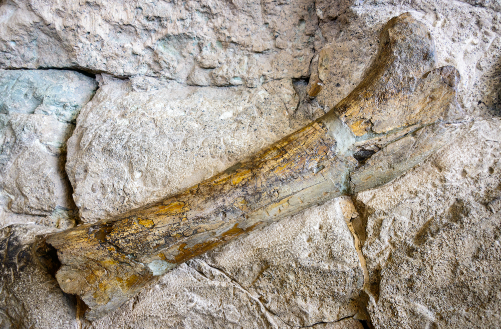 dinosaur fossil discovery